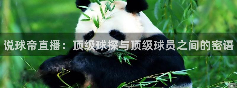 河豚体育直播