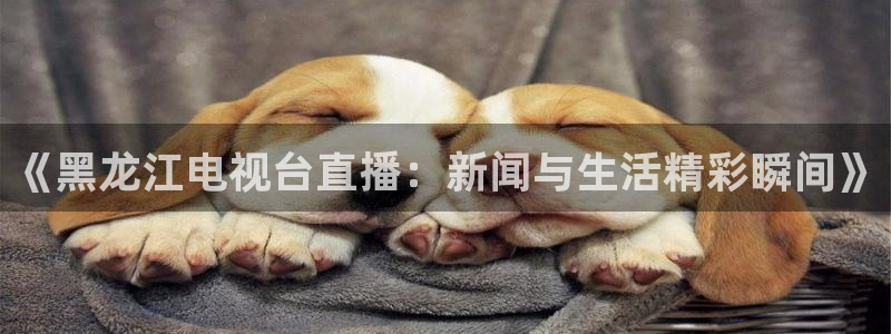 河豚足球比赛直播：《黑龙江电视台直播：新闻与生活精彩瞬间》